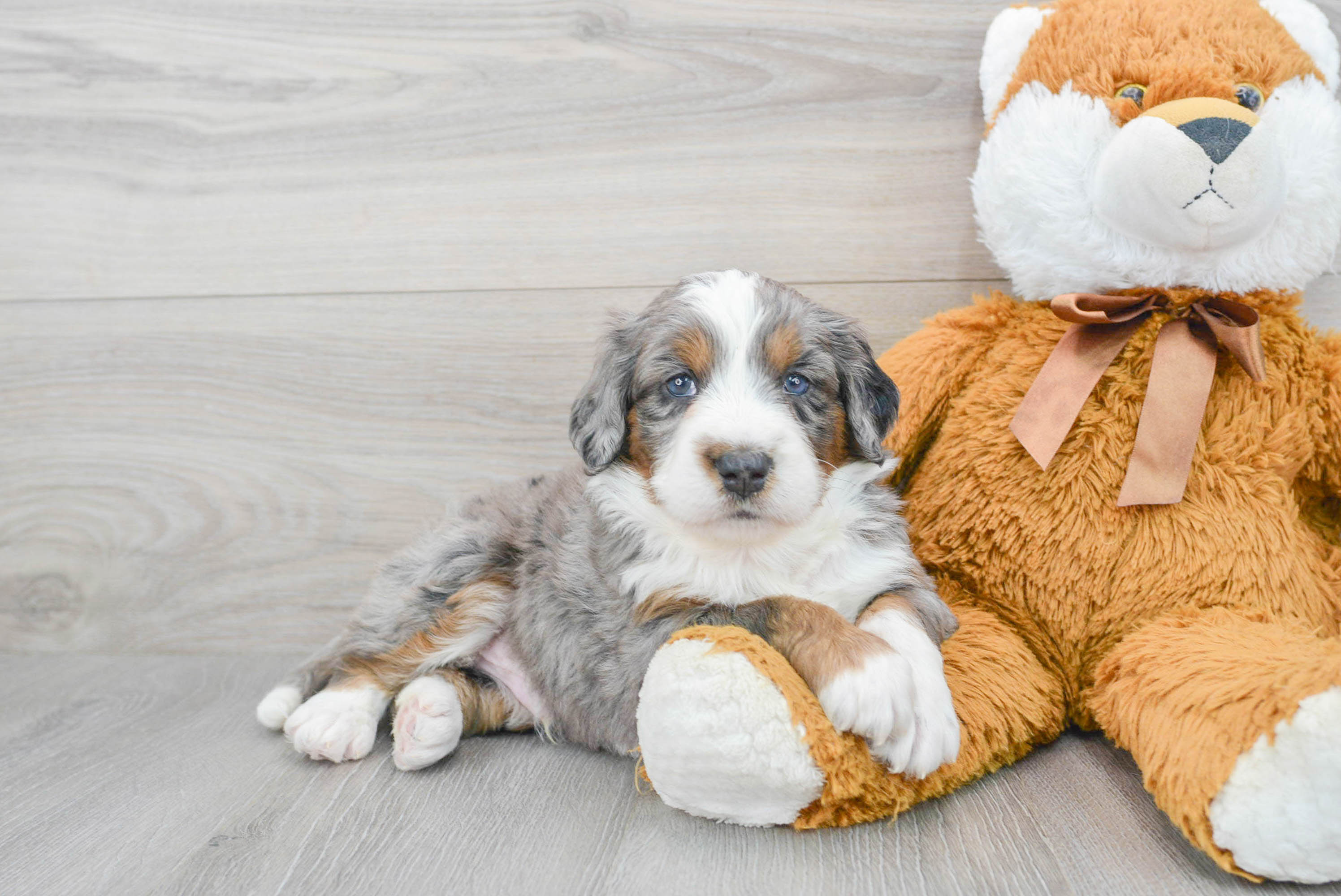 Bernese poodle outlet mini