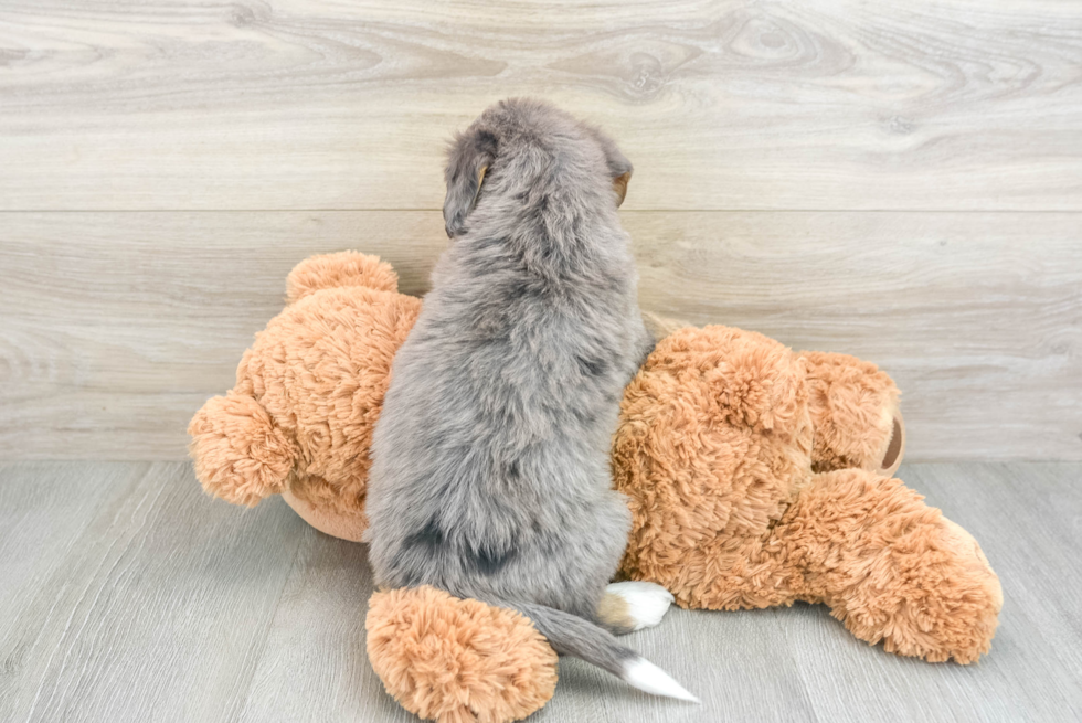 Little Mini Berniedoodle Poodle Mix Puppy