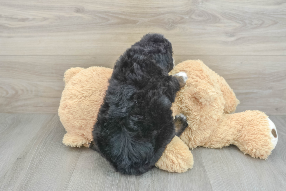 Sweet Mini Bernedoodle Baby