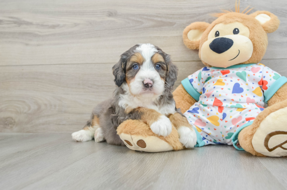 6 week old Mini Bernedoodle Puppy For Sale - Seaside Pups