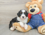 7 week old Mini Bernedoodle Puppy For Sale - Seaside Pups