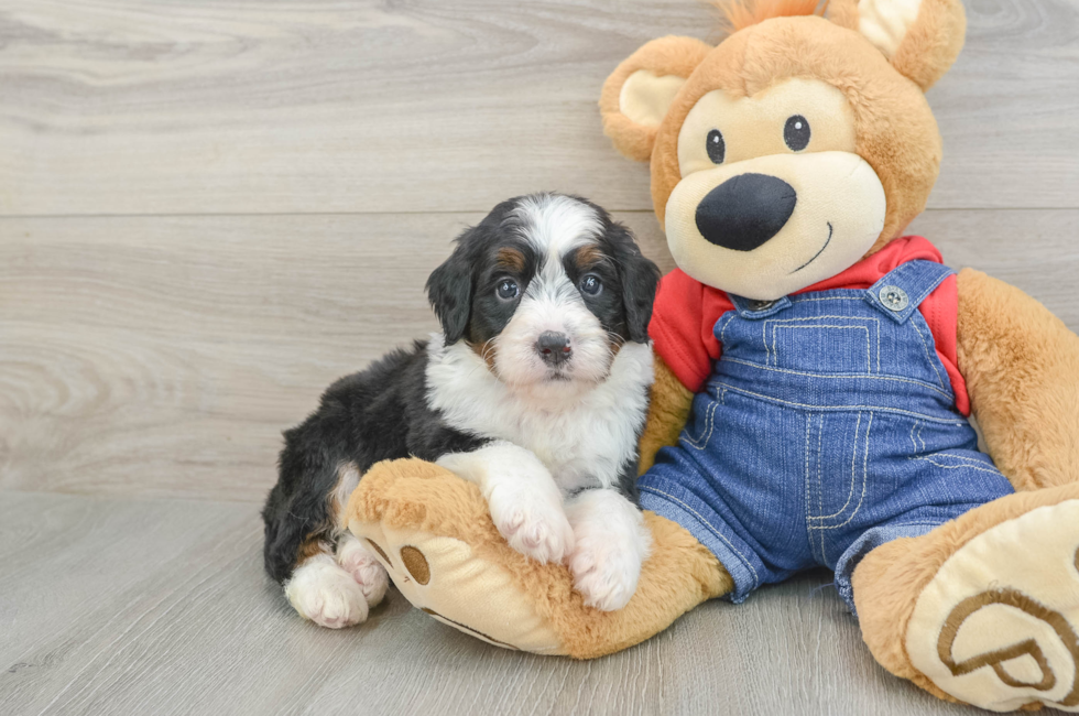 5 week old Mini Bernedoodle Puppy For Sale - Seaside Pups