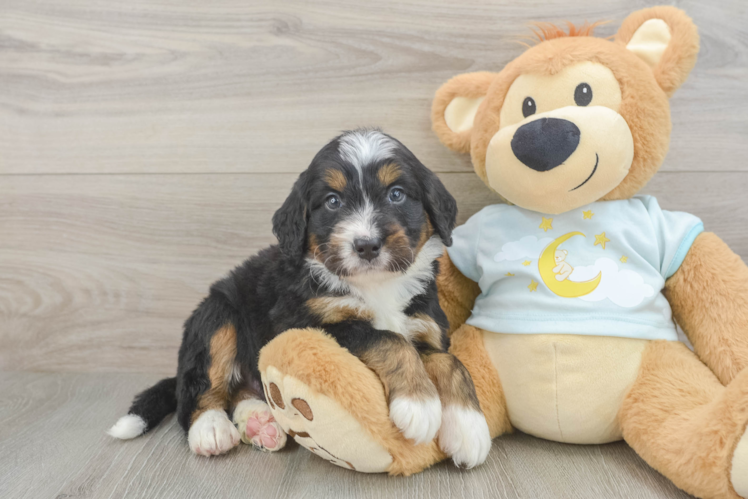Mini Bernedoodle Pup Being Cute