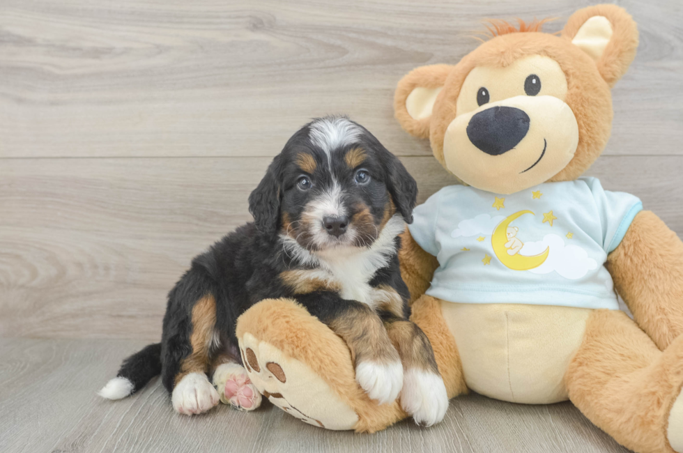5 week old Mini Bernedoodle Puppy For Sale - Seaside Pups