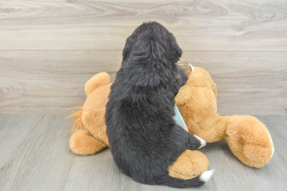 Small Mini Bernedoodle Baby