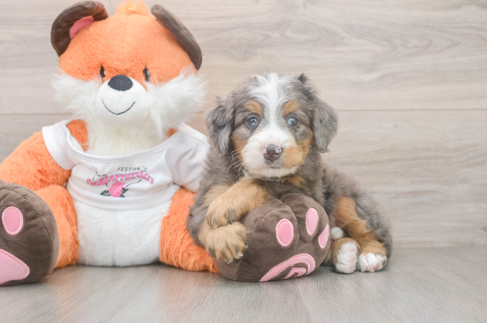 5 week old Mini Bernedoodle Puppy For Sale - Seaside Pups