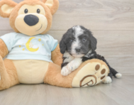 7 week old Mini Bernedoodle Puppy For Sale - Seaside Pups