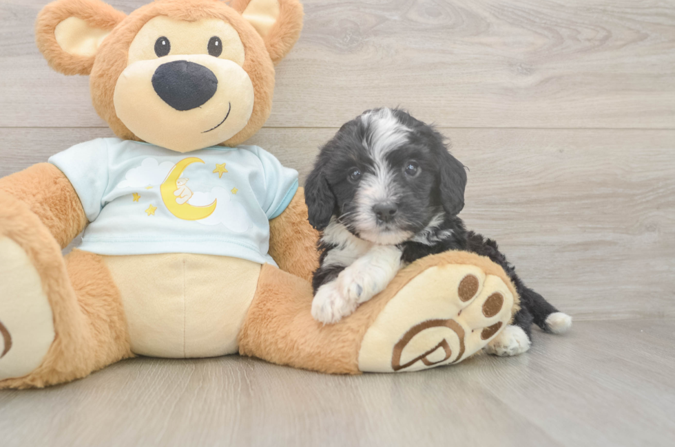 5 week old Mini Bernedoodle Puppy For Sale - Seaside Pups