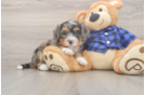 Mini Bernedoodle Pup Being Cute