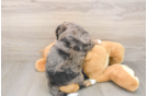 Popular Mini Bernedoodle Poodle Mix Pup
