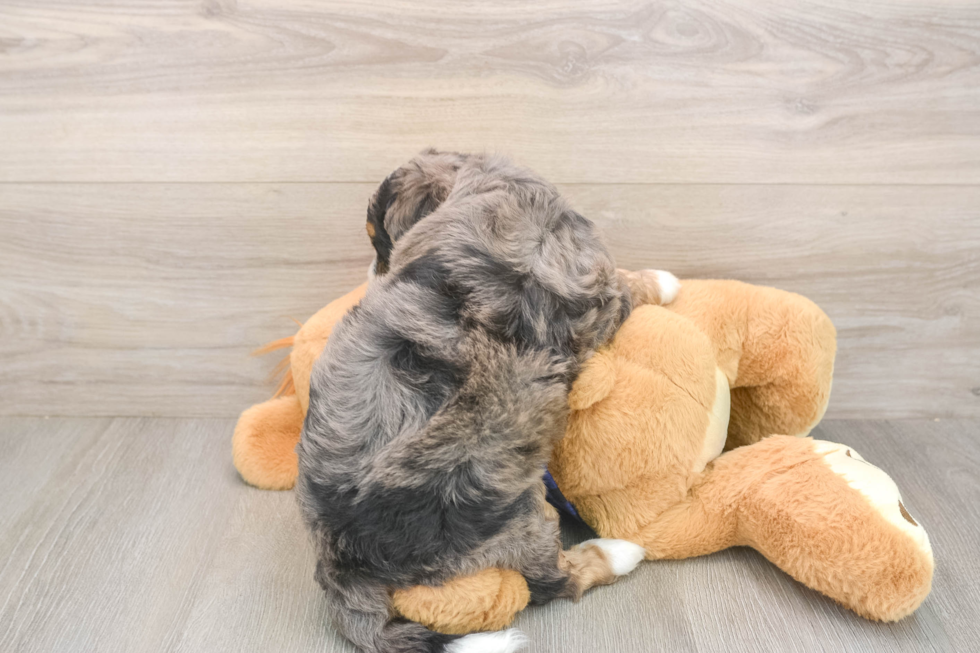Popular Mini Bernedoodle Poodle Mix Pup