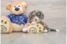 Mini Bernedoodle Puppy for Adoption