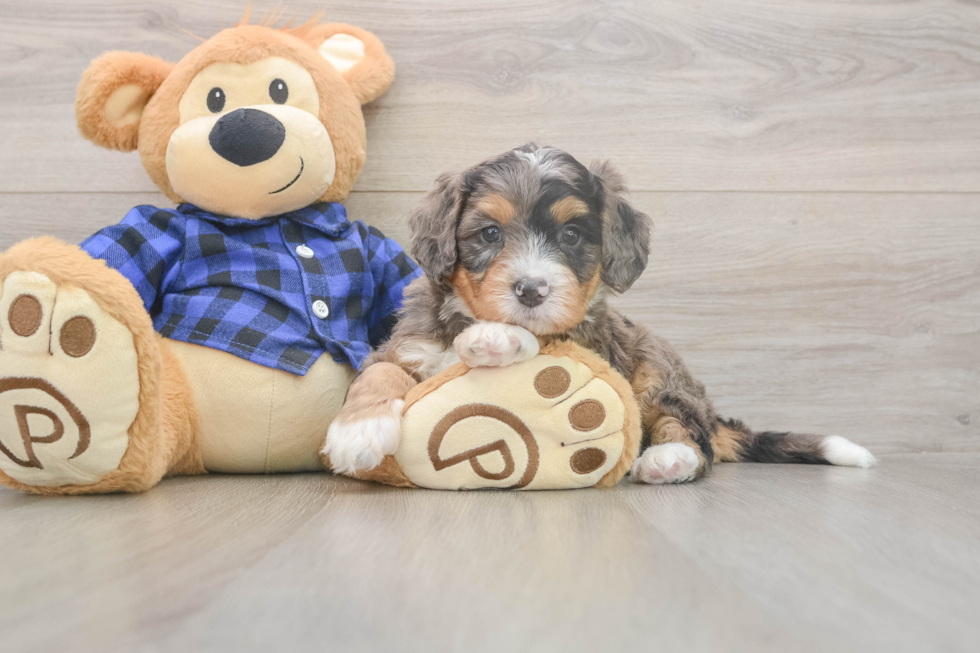 Mini Bernedoodle Puppy for Adoption