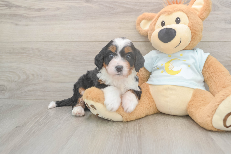 Mini Bernedoodle Puppy for Adoption
