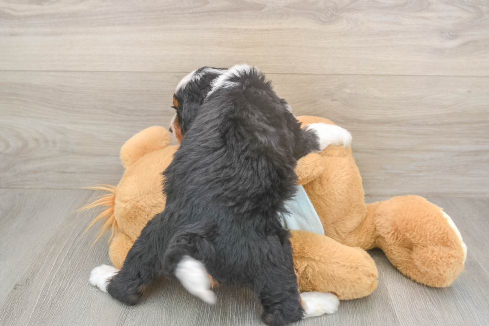 Small Mini Bernedoodle Baby