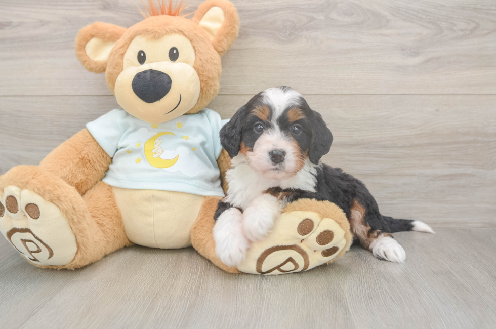 5 week old Mini Bernedoodle Puppy For Sale - Seaside Pups
