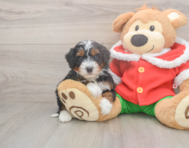 5 week old Mini Bernedoodle Puppy For Sale - Seaside Pups