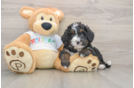 Cute Mini Bernedoodle Baby