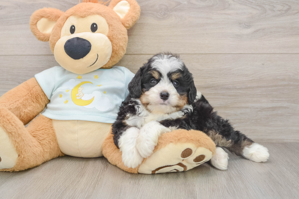Petite Mini Bernedoodle Poodle Mix Pup