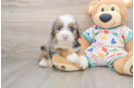 Mini Bernedoodle Puppy for Adoption
