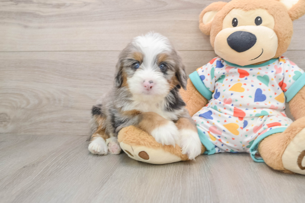 Mini Bernedoodle Puppy for Adoption