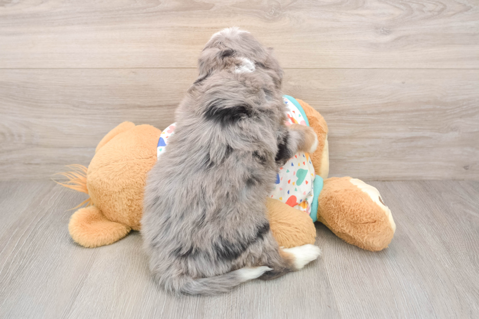 Best Mini Bernedoodle Baby