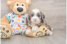Sweet Mini Bernedoodle Baby