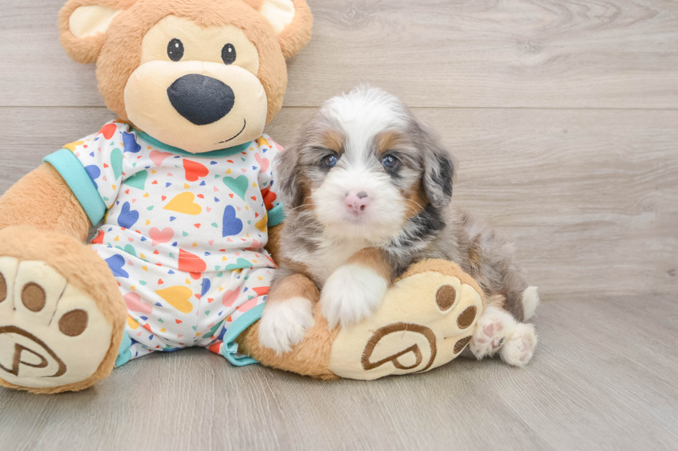 Sweet Mini Bernedoodle Baby