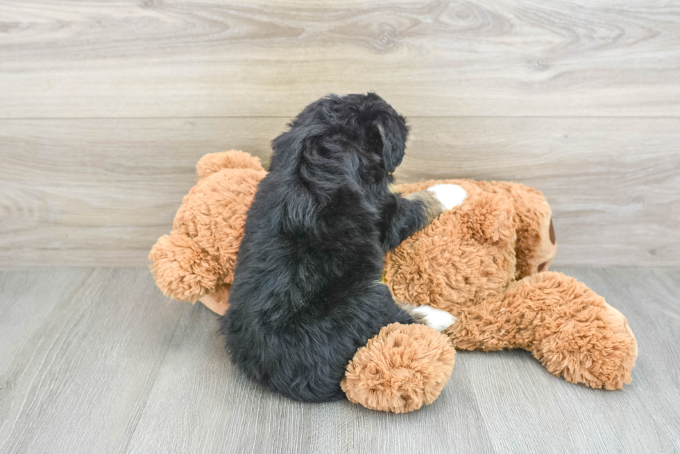 Funny Mini Bernedoodle Poodle Mix Pup