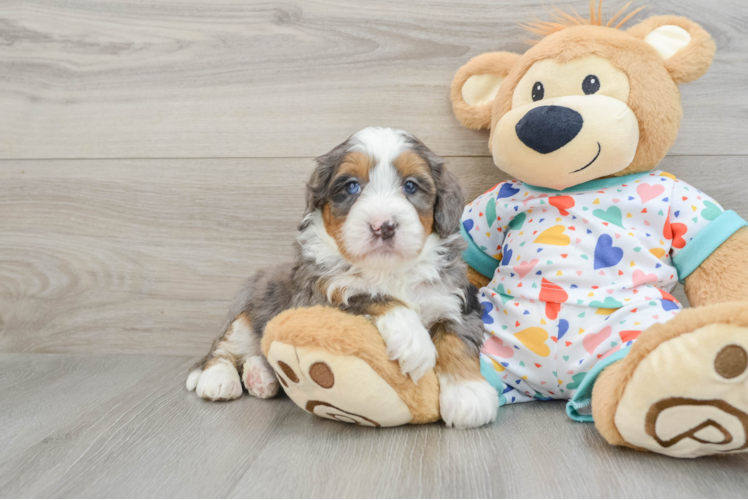 Energetic Mini Bernesedoodle Poodle Mix Puppy