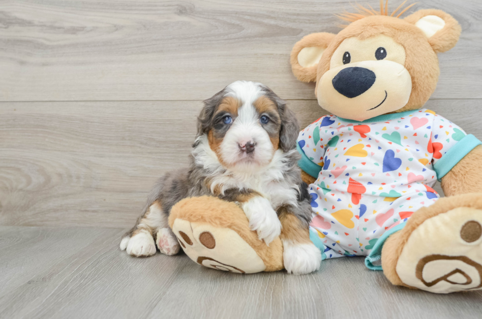 6 week old Mini Bernedoodle Puppy For Sale - Seaside Pups