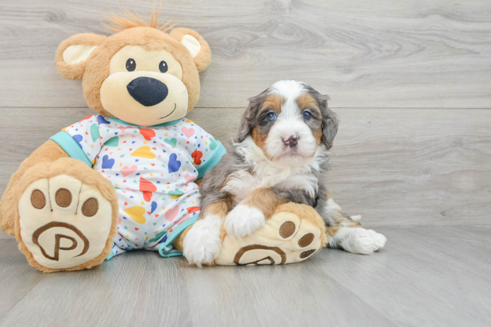 Mini Bernedoodle Pup Being Cute