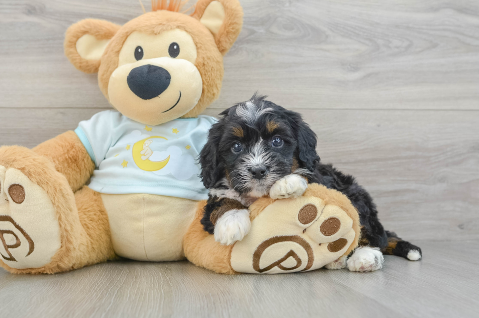 7 week old Mini Bernedoodle Puppy For Sale - Seaside Pups