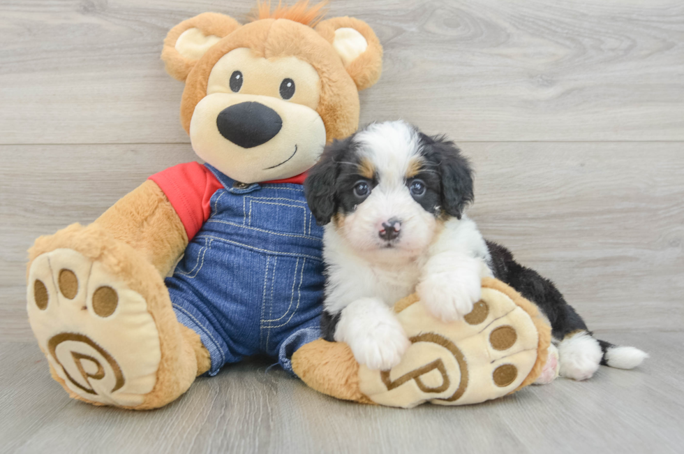 5 week old Mini Bernedoodle Puppy For Sale - Seaside Pups
