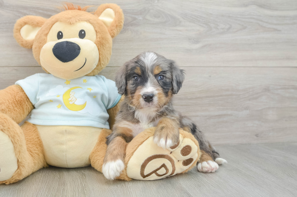 5 week old Mini Bernedoodle Puppy For Sale - Seaside Pups