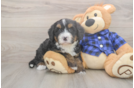Friendly Mini Bernedoodle Baby