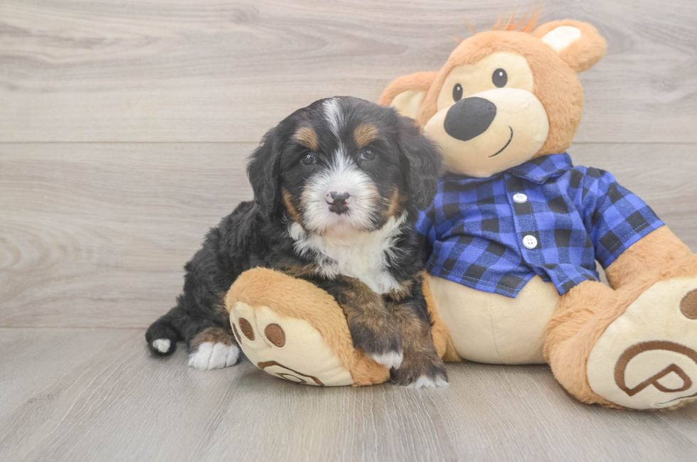 5 week old Mini Bernedoodle Puppy For Sale - Seaside Pups