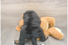 Best Mini Bernedoodle Baby