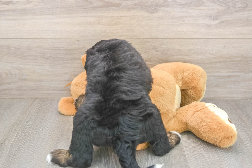 Best Mini Bernedoodle Baby