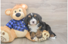 Mini Bernedoodle Puppy for Adoption