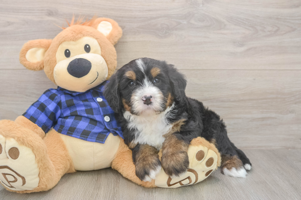 Mini Bernedoodle Puppy for Adoption