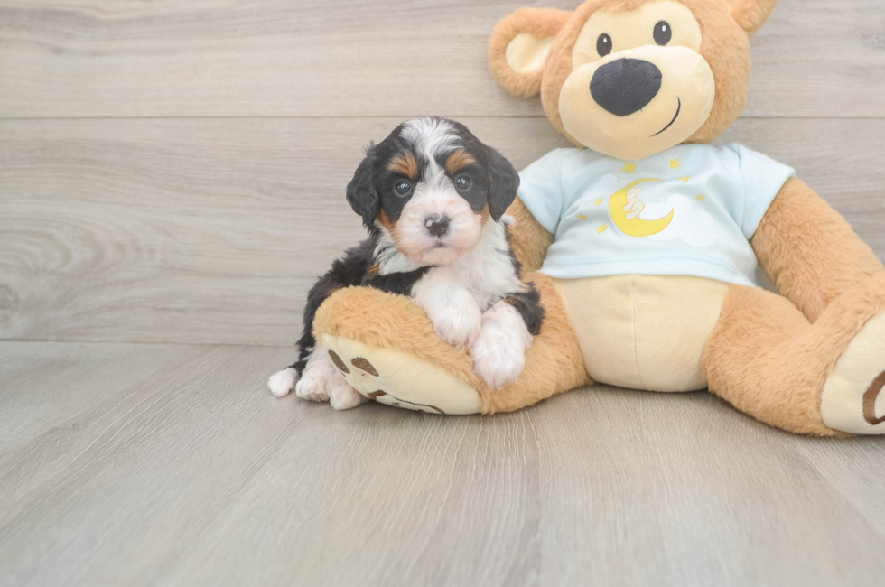 5 week old Mini Bernedoodle Puppy For Sale - Seaside Pups