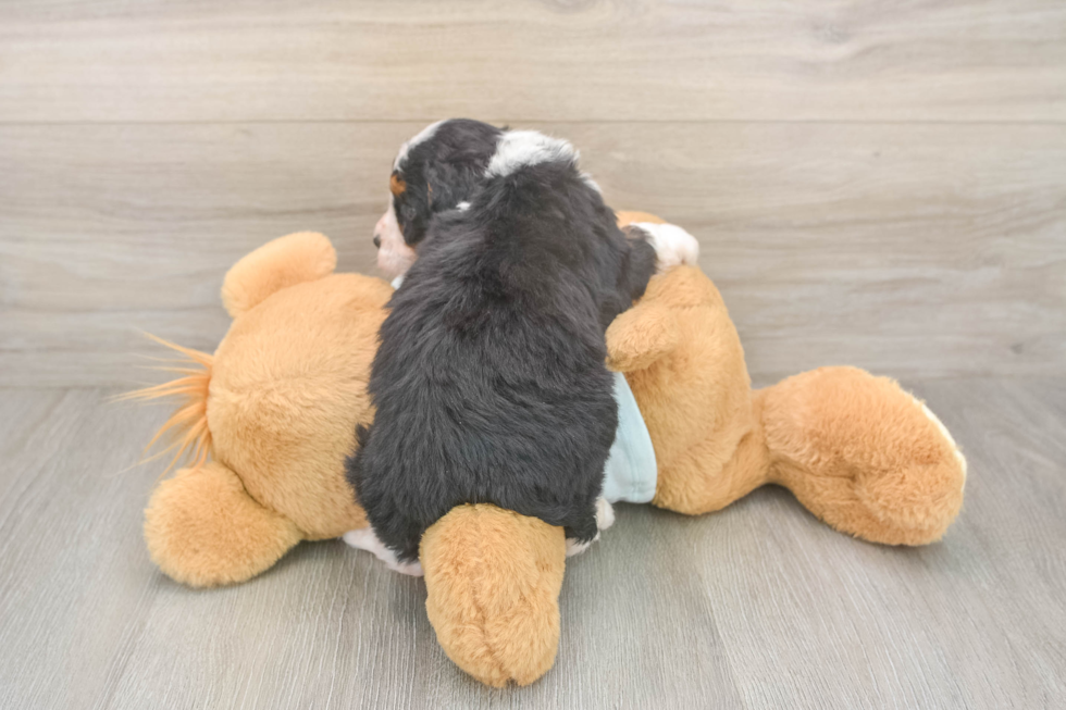 Adorable Mini Berniedoodle Poodle Mix Puppy