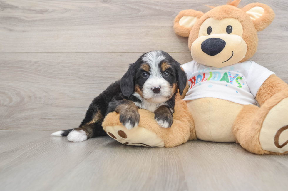5 week old Mini Bernedoodle Puppy For Sale - Seaside Pups