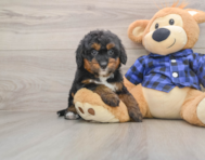 8 week old Mini Bernedoodle Puppy For Sale - Seaside Pups