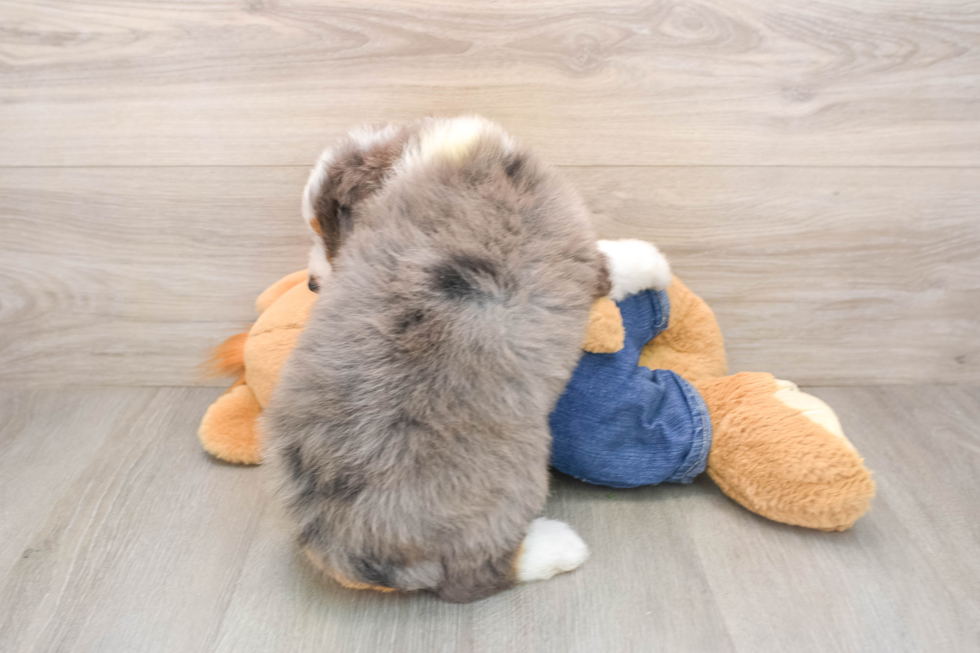 Cute Mini Bernedoodle Baby