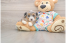 Popular Mini Bernedoodle Poodle Mix Pup