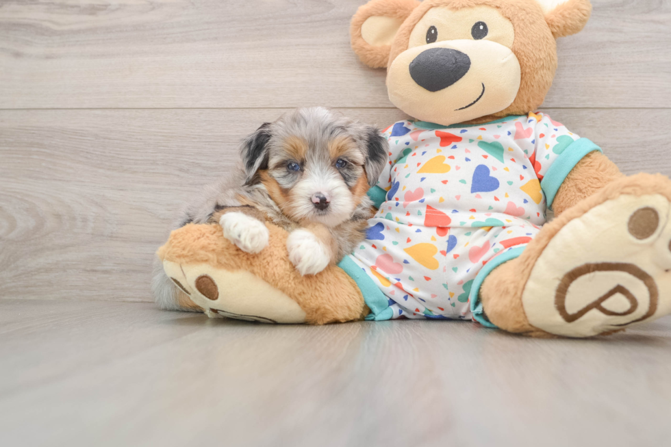 Popular Mini Bernedoodle Poodle Mix Pup