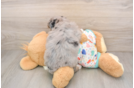 Little Bernese Doodle Poodle Mix Puppy