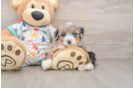 Funny Mini Bernedoodle Poodle Mix Pup